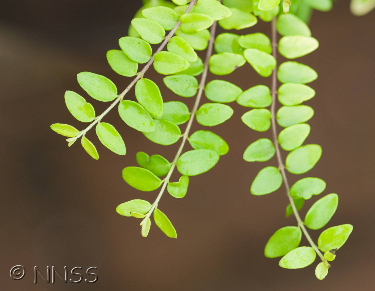 Lonicera ligustrina var. yunnanensis - KnowYourWeeds
