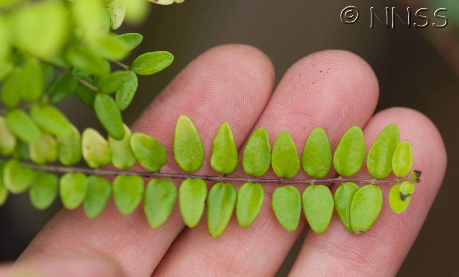 automatic watering plant Plant Life Support main image 1
