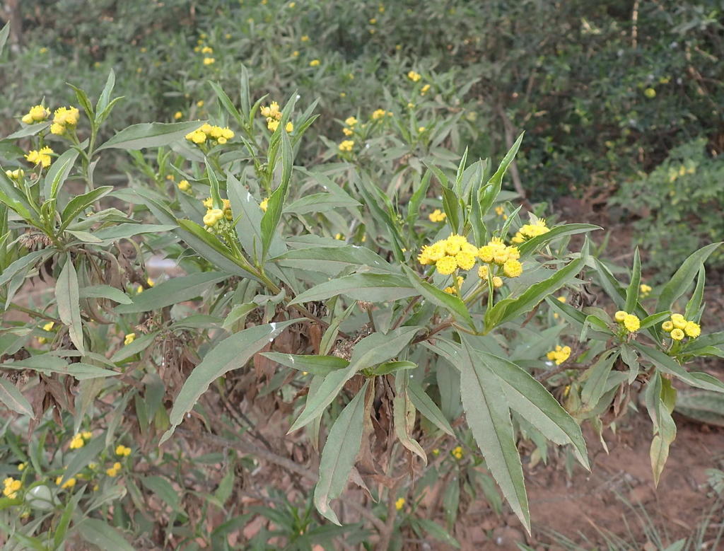 Psiadia punctulata KnowYourWeeds
