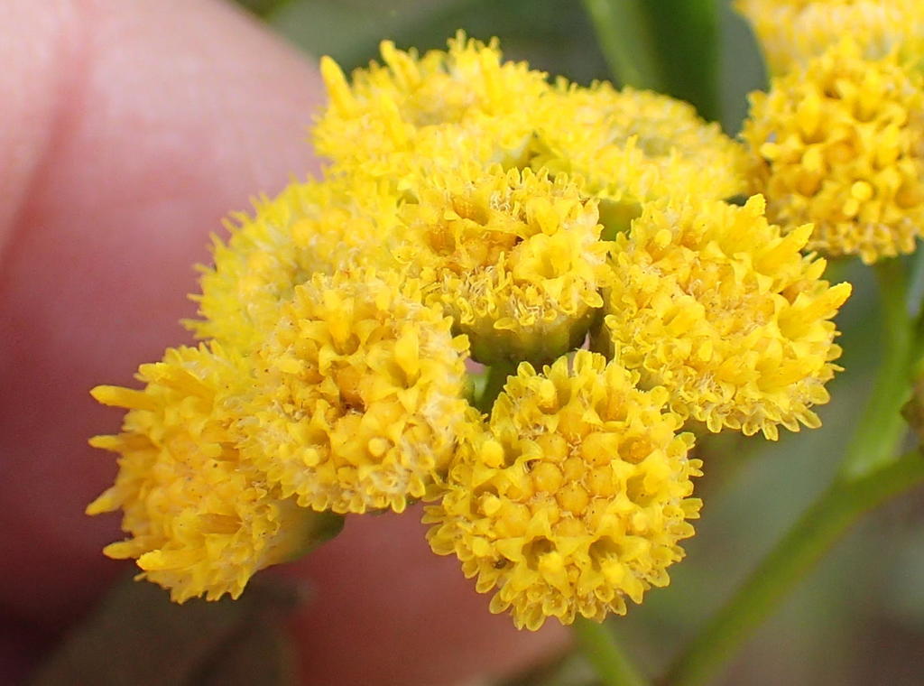 Psiadia punctulata KnowYourWeeds