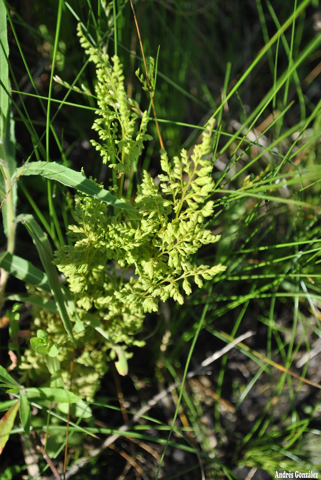 Anogramma chaerophylla KnowYourWeeds