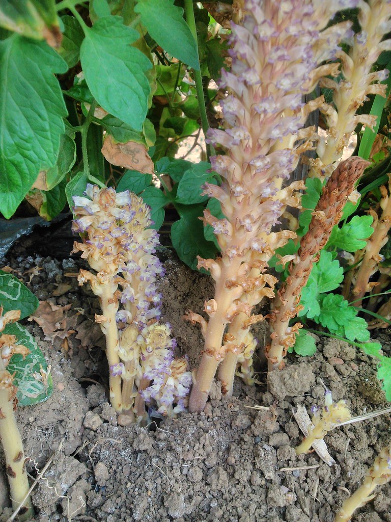orobanche in tobacco Orobanche cernua