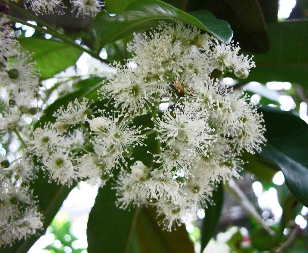 Pimenta dioica - KnowYourWeeds, image size:1023x842
