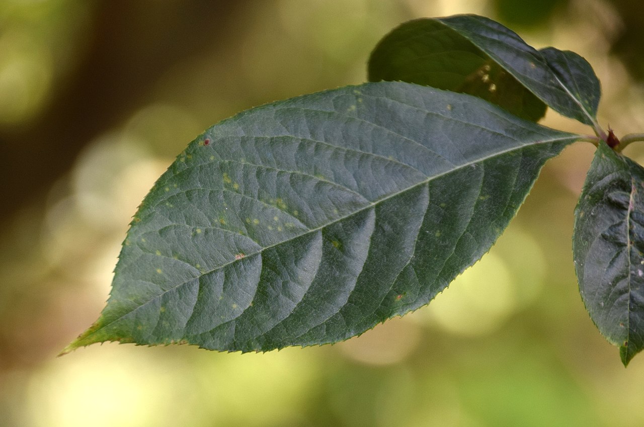 Photinia beauverdiana - KnowYourWeeds