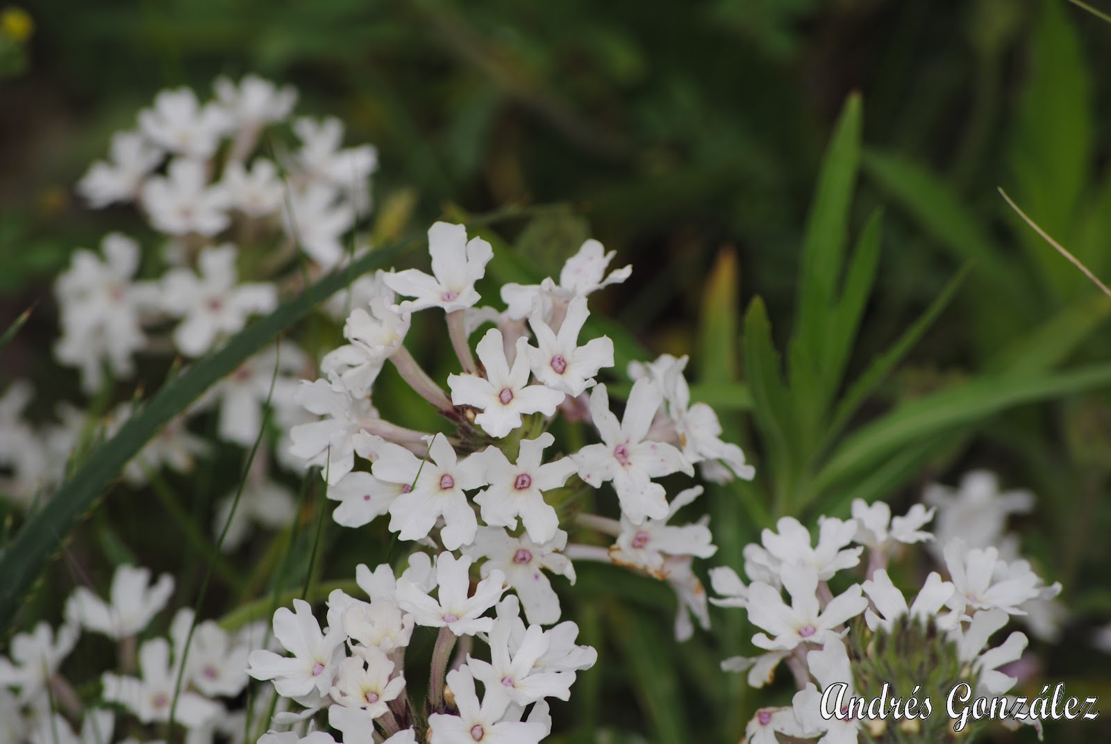 Compra semillas de planta de flor de Verbena Bonariensis blanca para  impresionantes flores en tu jardín, image size:1600x1071