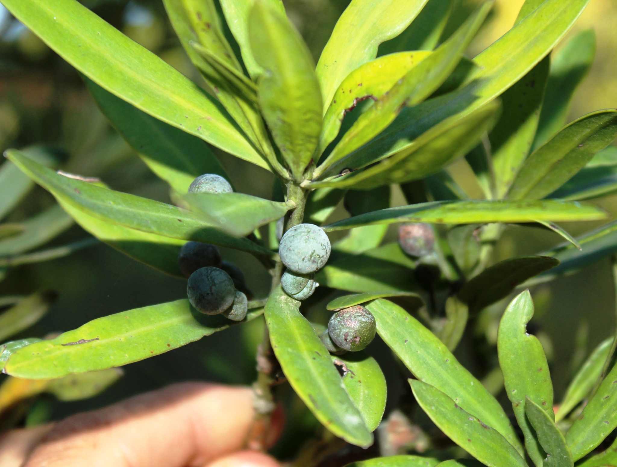 Podocarpus latifolius - KnowYourWeeds
