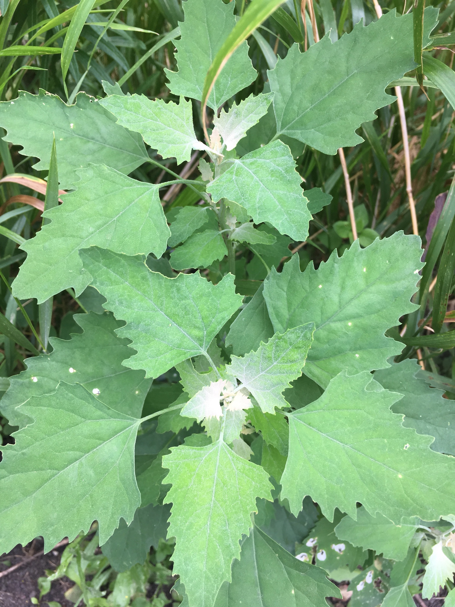 Chenopodium album - KnowYourWeeds, image size:2048x1536