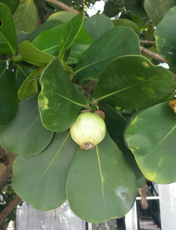 Clusia Rosea KnowYourWeeds clusia-rosea-knowyourweeds