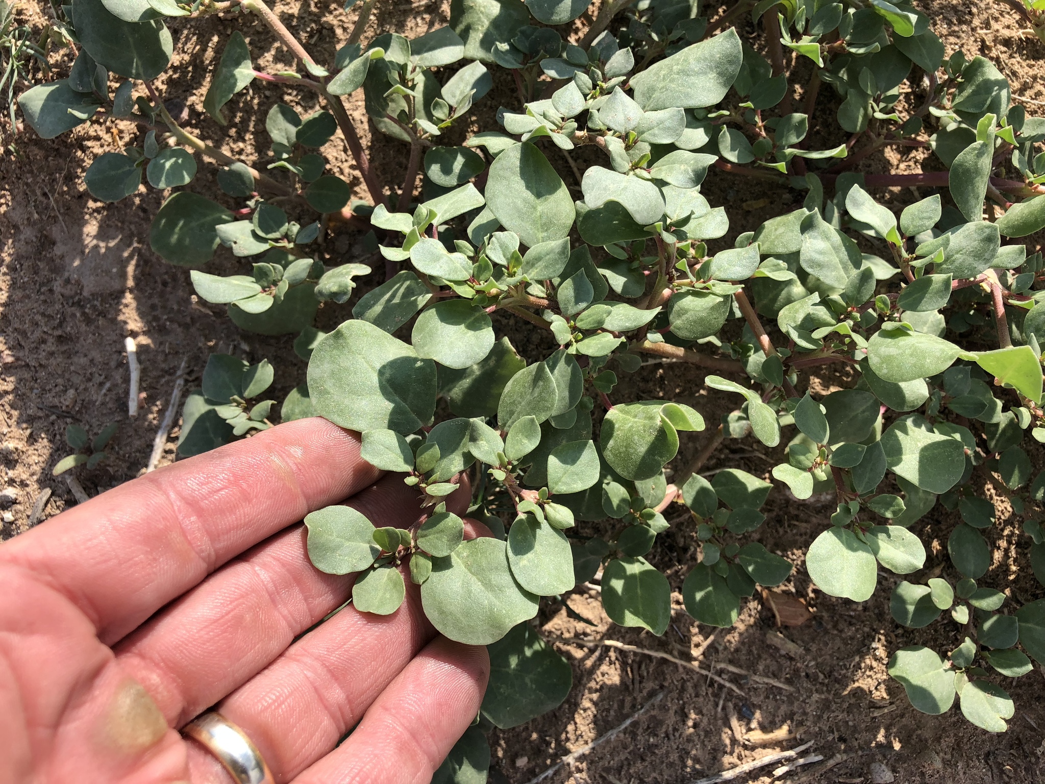 Trianthema Portulacastrum Species Flowering Plant Ice Stock Photo  2364931311 | Shutterstock, image size:2048x1536