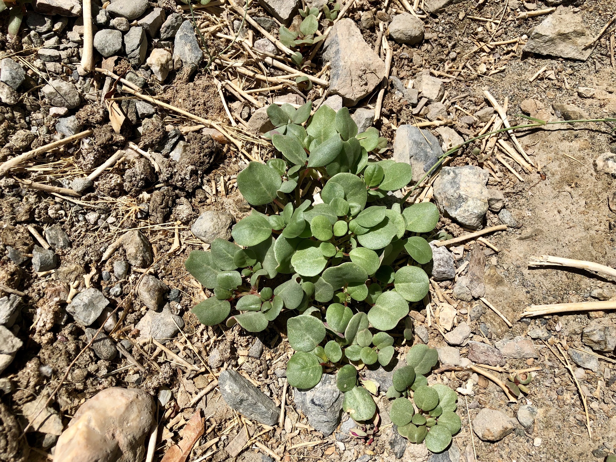 ⏺️ Scientific Name: Trianthema portulacastrum ⏺️ Local Name: Santhi,  patharchatta ⏺️ Family: Aizoaceae ⏺️ It is an annual herb forming a  prostrate mat or clump with stems up to a meter long., image size:2048x1536