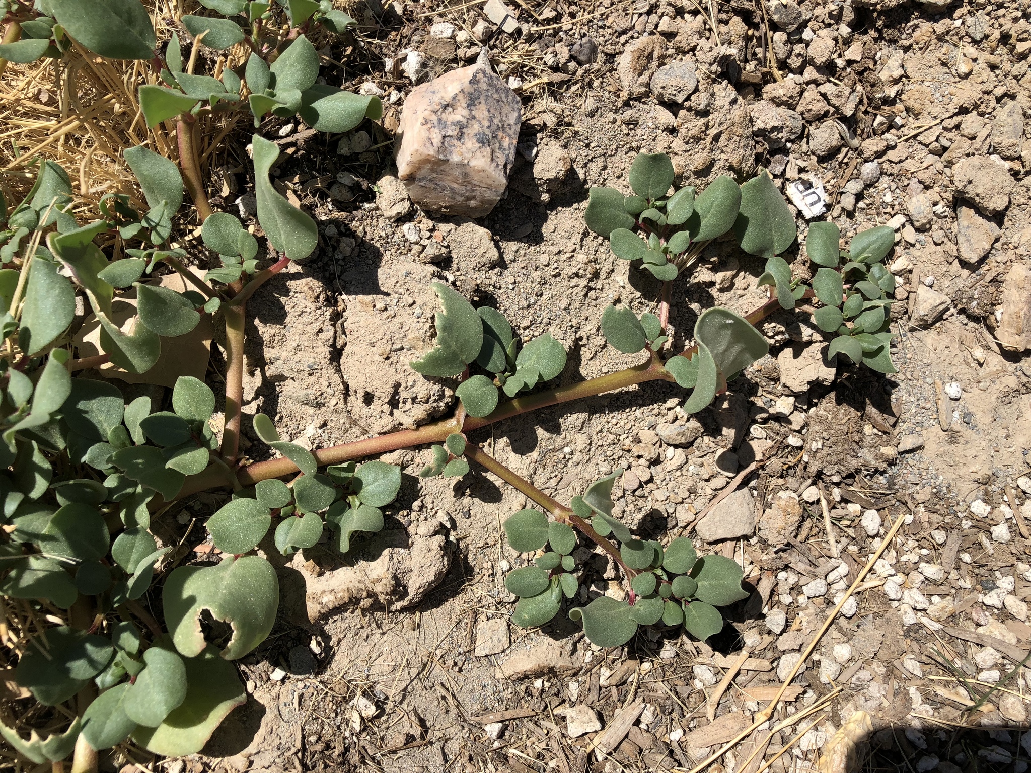 Trianthema Portulacastrum Plants Stock Photo - Download Image Now - Dirt,  Freshness, Grass - iStock, image size:2048x1536