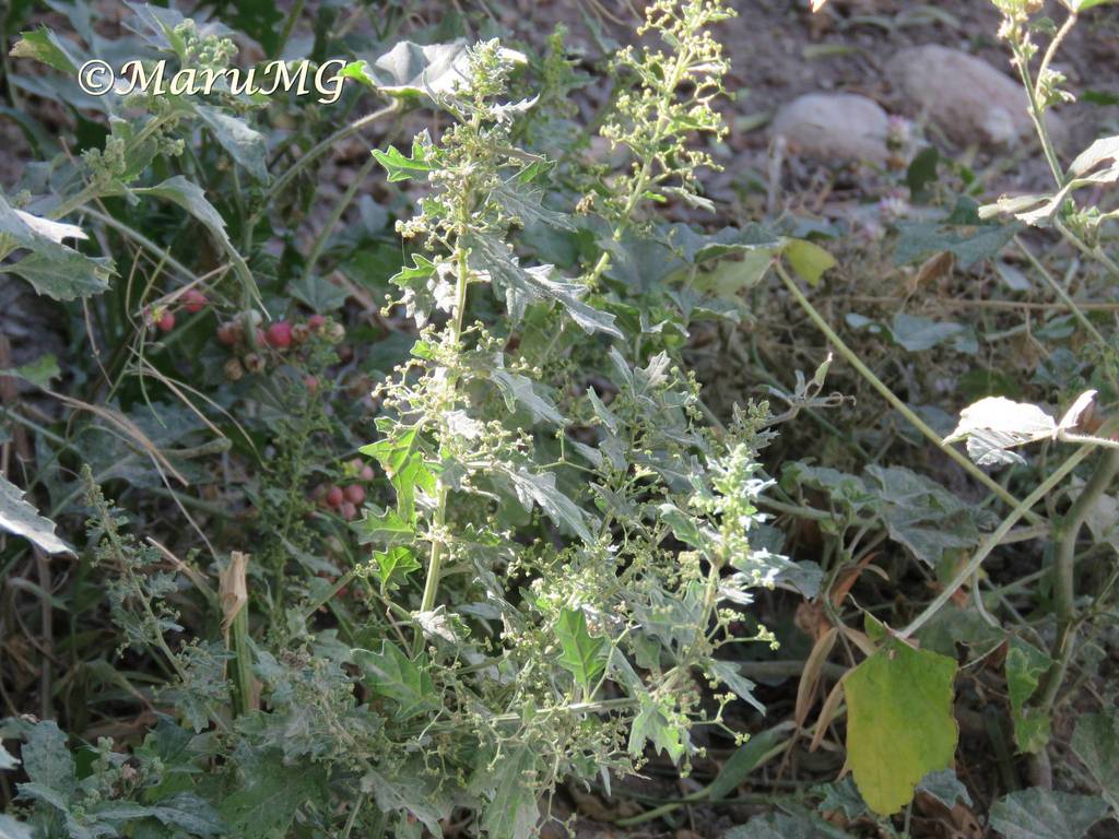 Chenopodium incisum - KnowYourWeeds, image size:1024x768