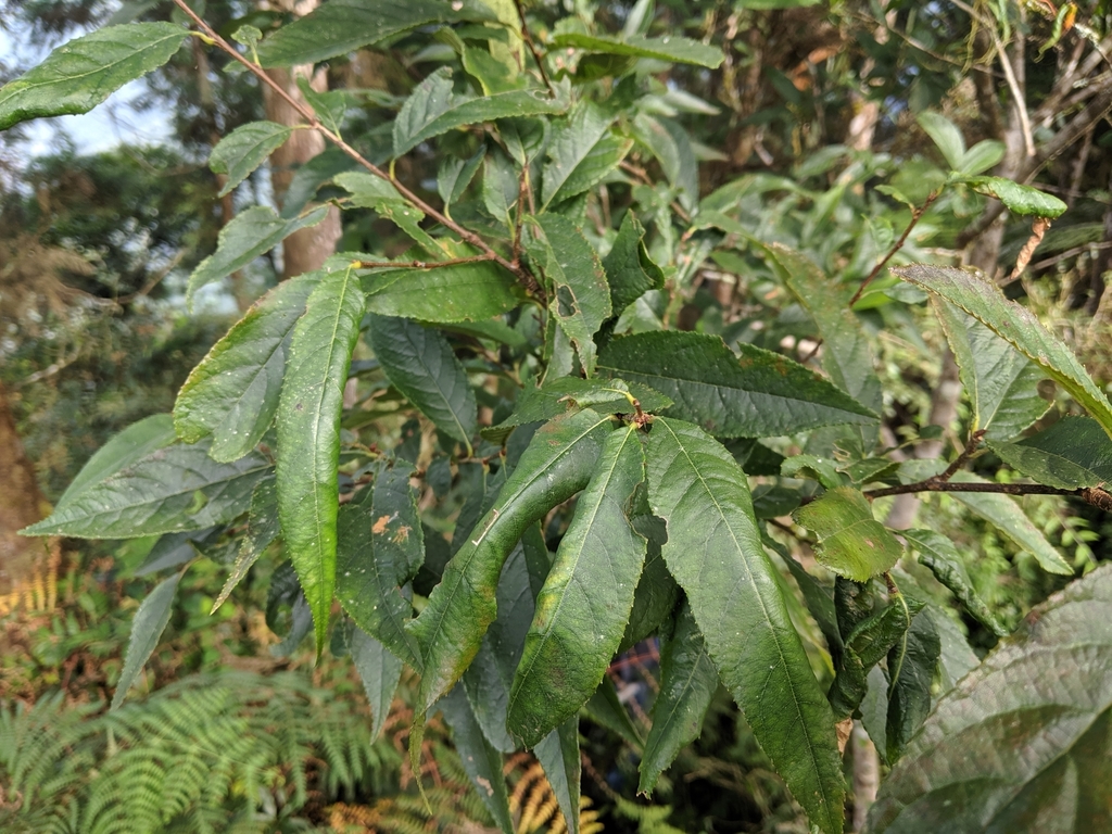 Photinia beauverdiana - KnowYourWeeds