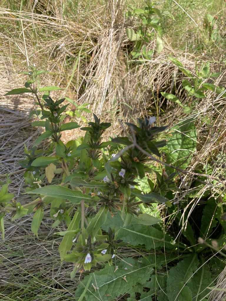 Hygrophila | Aquarium and Pond Plants of the World E3, image size:768x1024