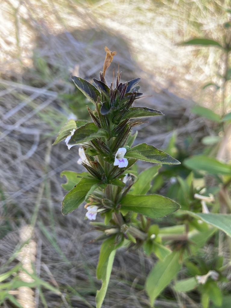 ACANTHACEAE Hygrophila guianensis Nees, image size:768x1024