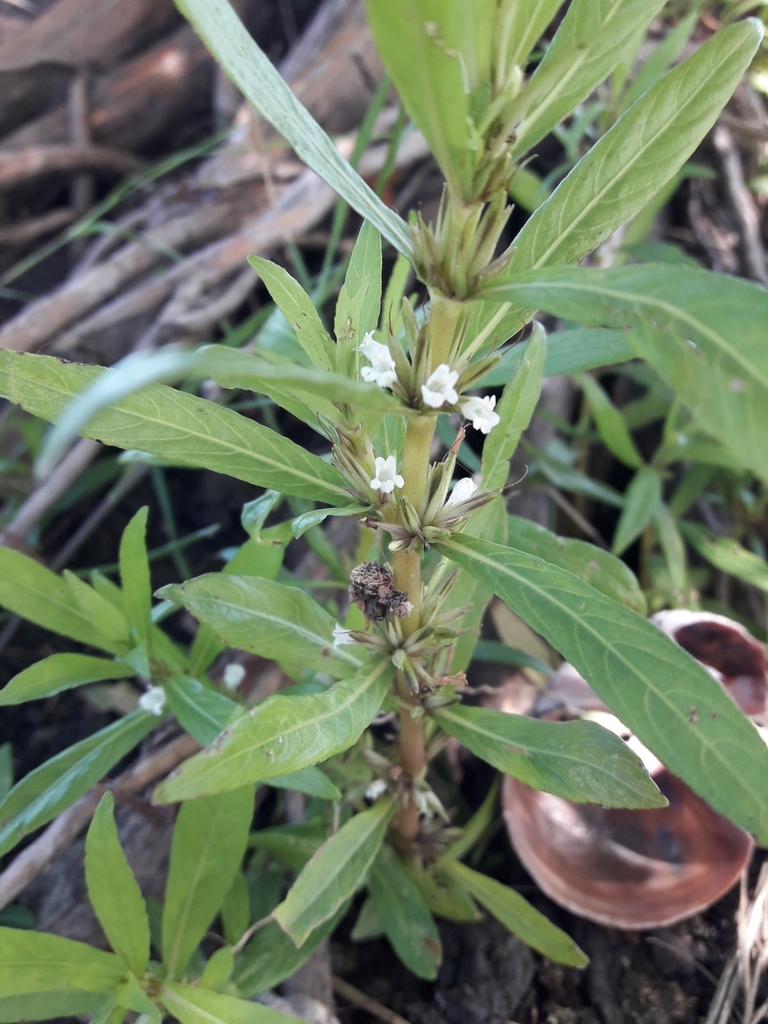Hygrophila costata - KnowYourWeeds, image size:1024x768