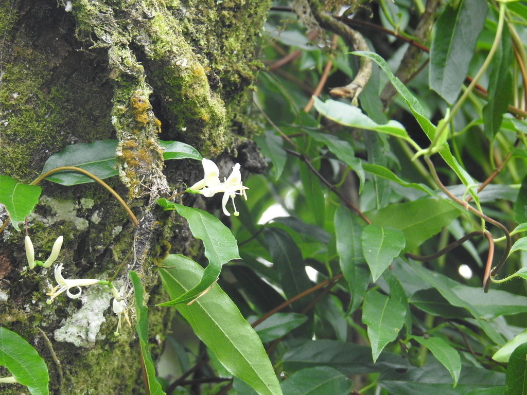 Lonicera acuminata - KnowYourWeeds