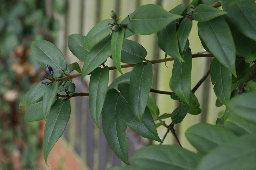 psidium guajava plant Pink Guava Tree - Live Plant in a 4 Inch Pot - Psidium Guajava