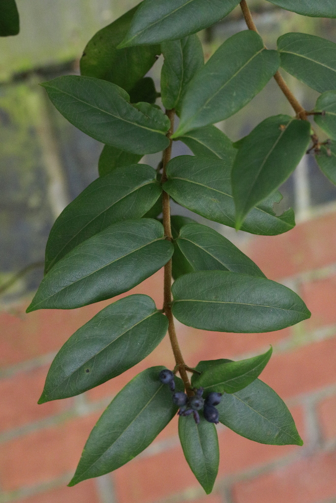 Lonicera acuminata - KnowYourWeeds
