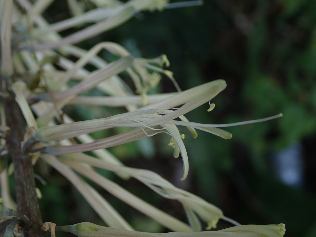 Dracaena hyacinthoides - KnowYourWeeds