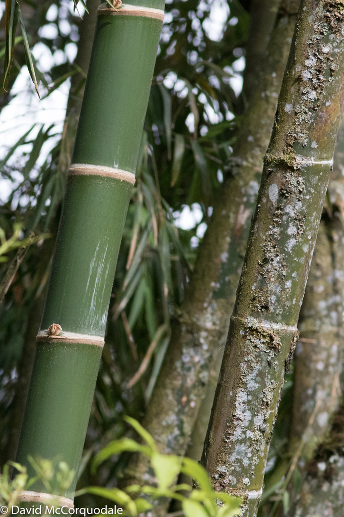 Guadua angustifolia - KnowYourWeeds