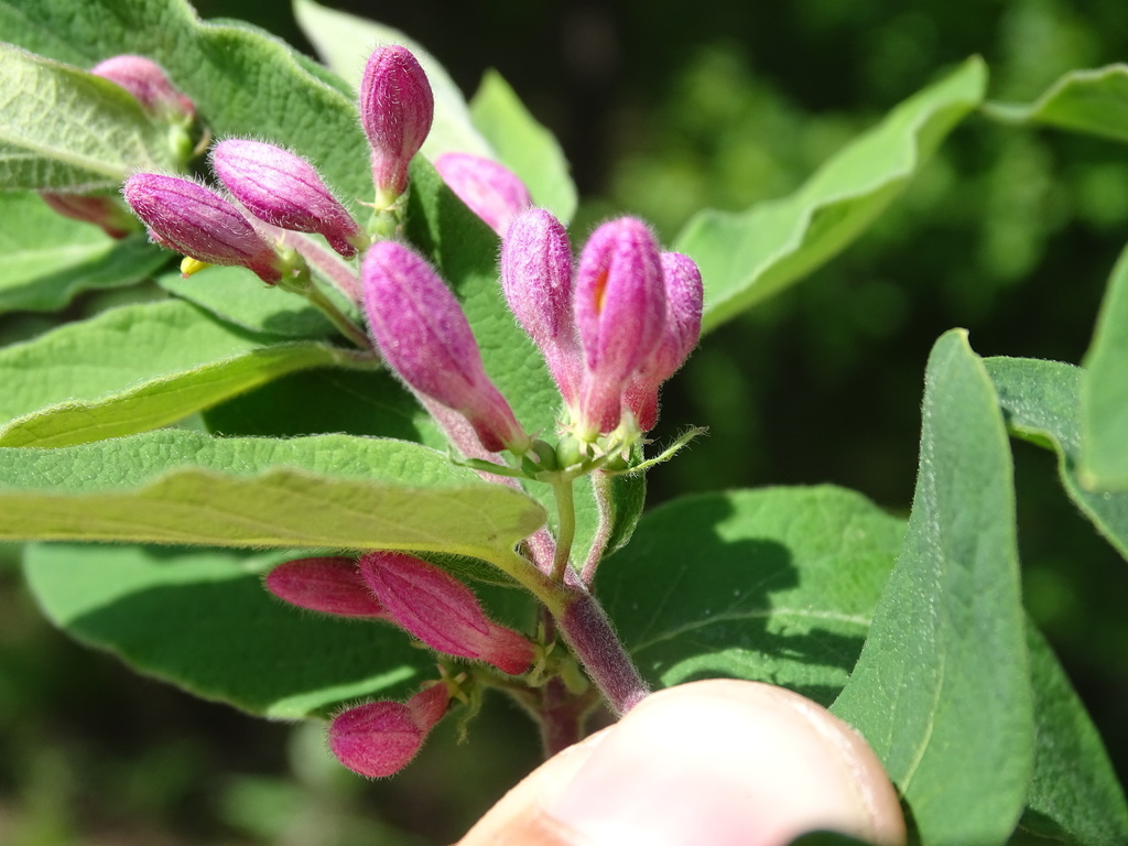 Lonicera  bella - KnowYourWeeds