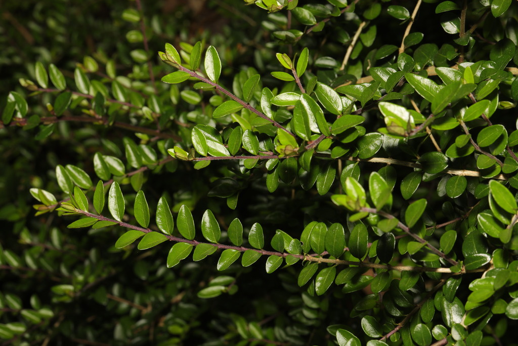 lonicera henryi immergrün Jetzt Immergrünes Geißblatt online kaufen bei Bohlken Pflanzenversand –  Bohlken Pflanzenversand GbR main image 0