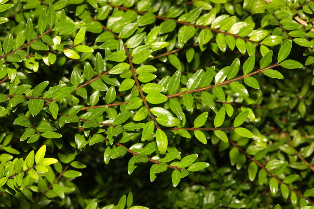philodendron fuzzy petiole variegata Fuzzy Petiole Philodendron – Plant Detectives