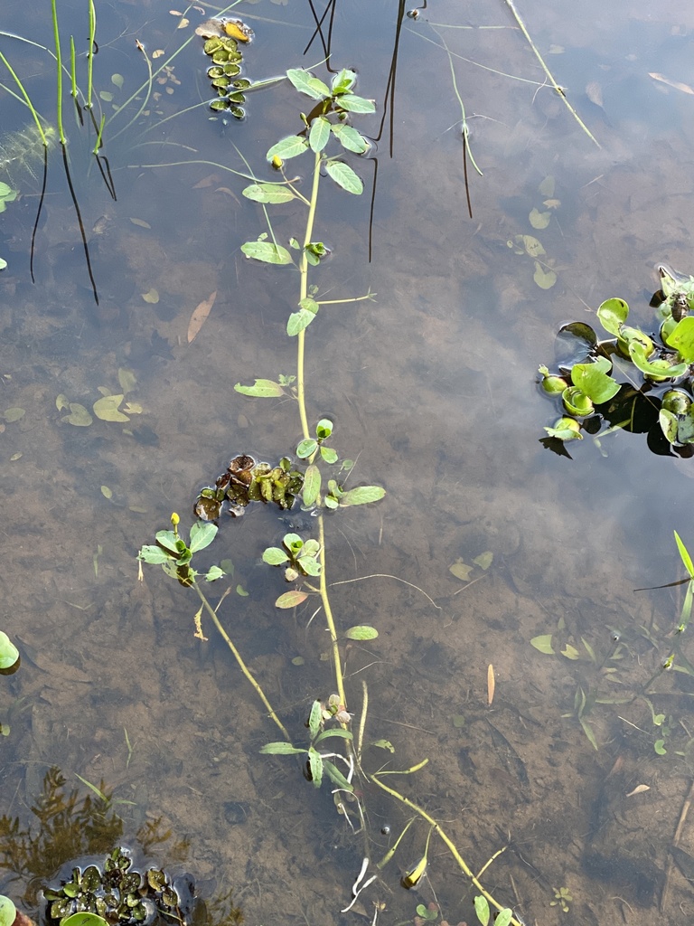 Ludwigia peploides subsp. montevidensis - KnowYourWeeds, image size:768x1024