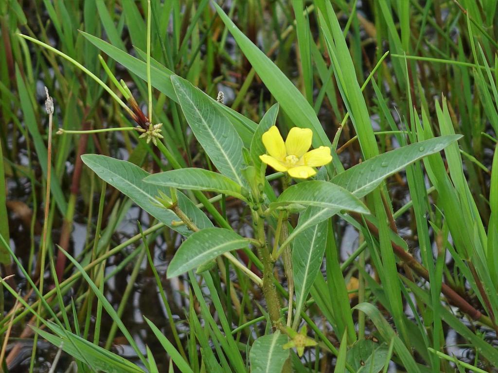 Ludwigia peploides subsp. montevidensis - KnowYourWeeds, image size:1024x768