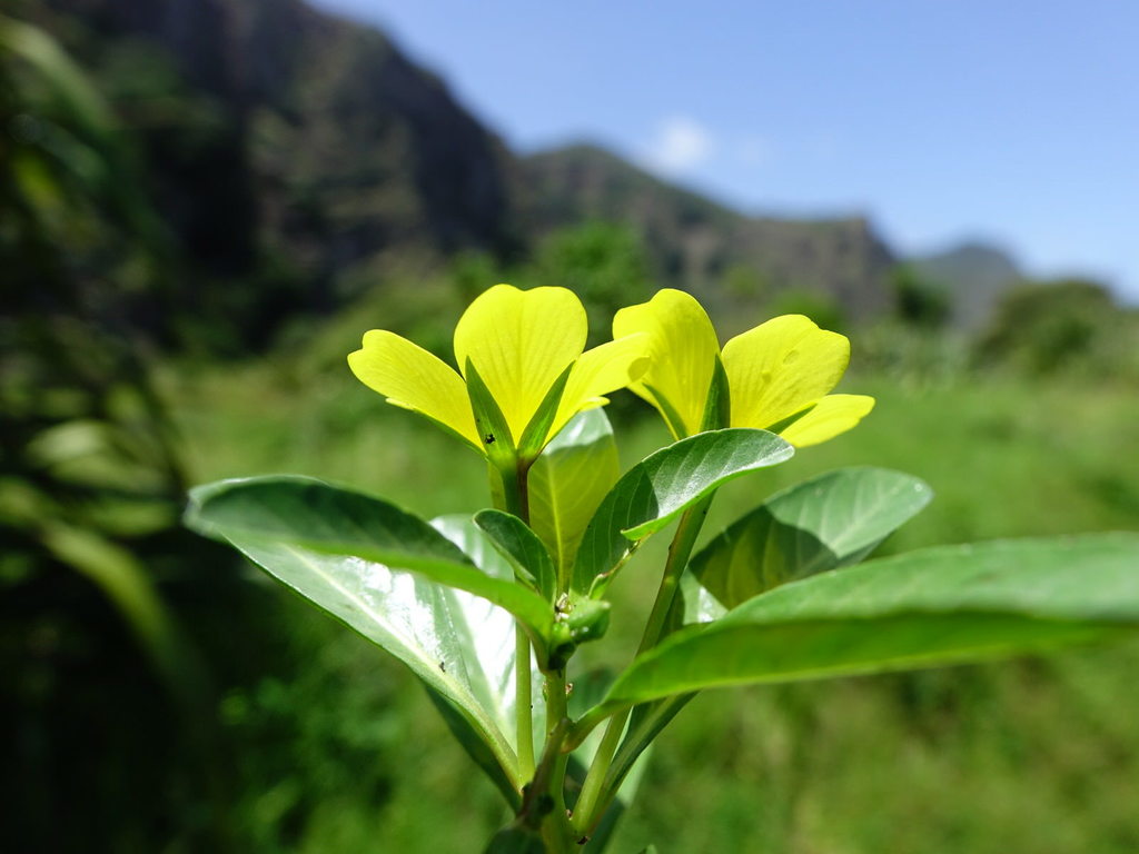 Ludwigia peploides subsp. montevidensis - KnowYourWeeds, image size:1024x768
