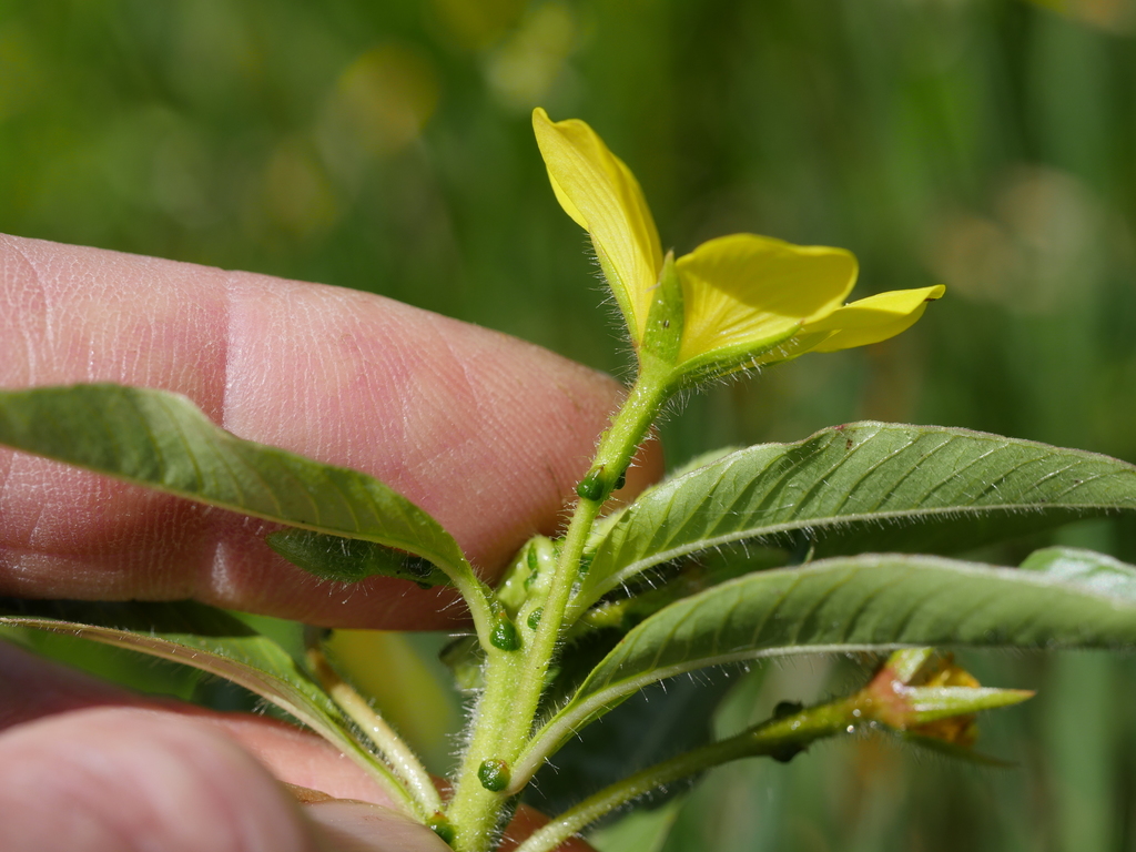 Ludwigia peploides subsp. montevidensis - KnowYourWeeds, image size:1024x768