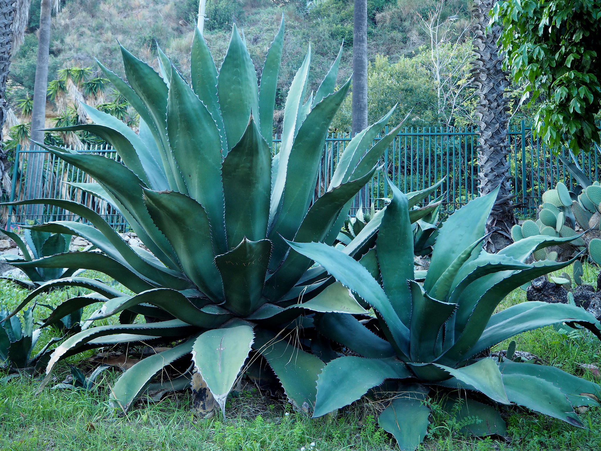 Agave salmiana var ferox Green Goblet 88 【公式通販】
