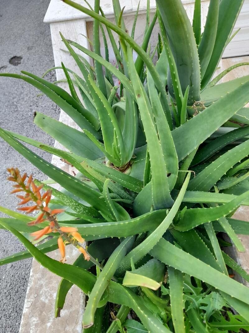 Aloe officinalis var. officinalis [Yemen] Aloe (Aloe officinalis) in the Aloes Database -