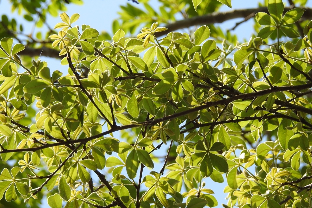 Ceiba aesculifolia - KnowYourWeeds