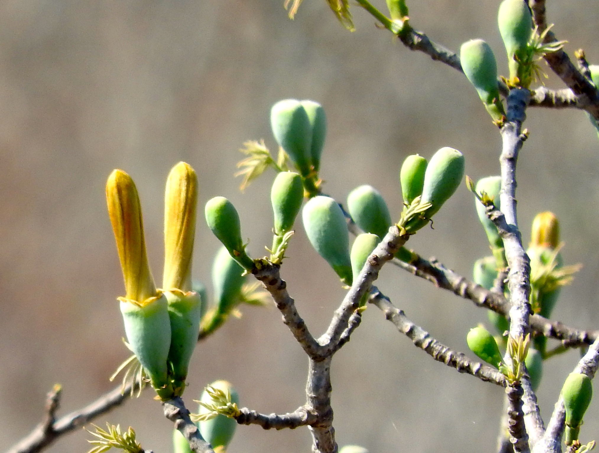 Ceiba aesculifolia - KnowYourWeeds