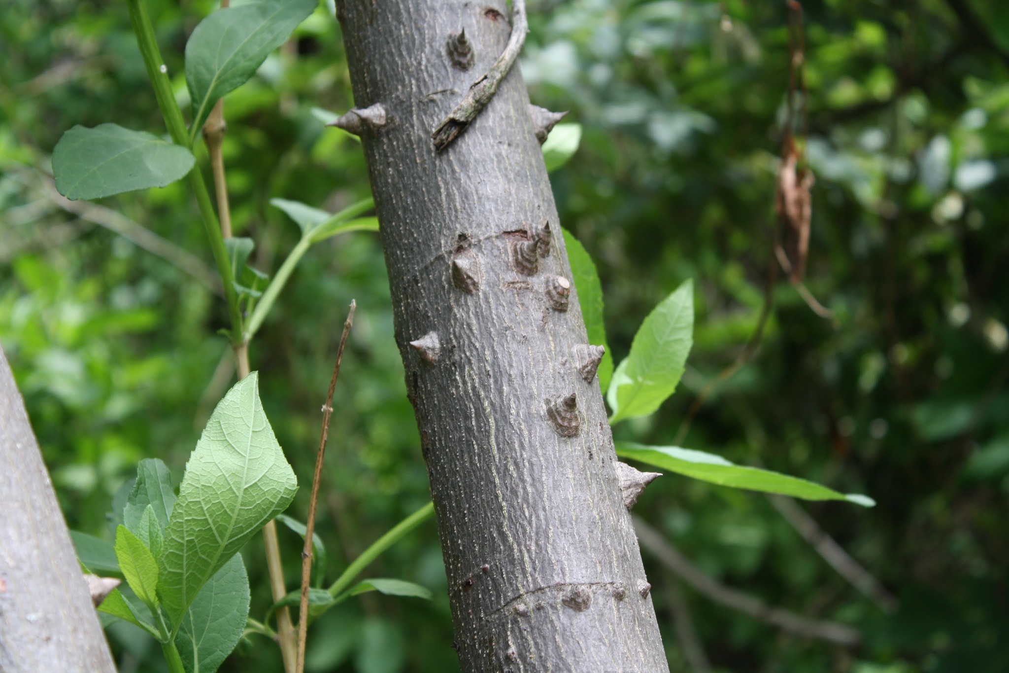 種子20粒Ceiba aesculifolia ssp . parvifolia（1809
