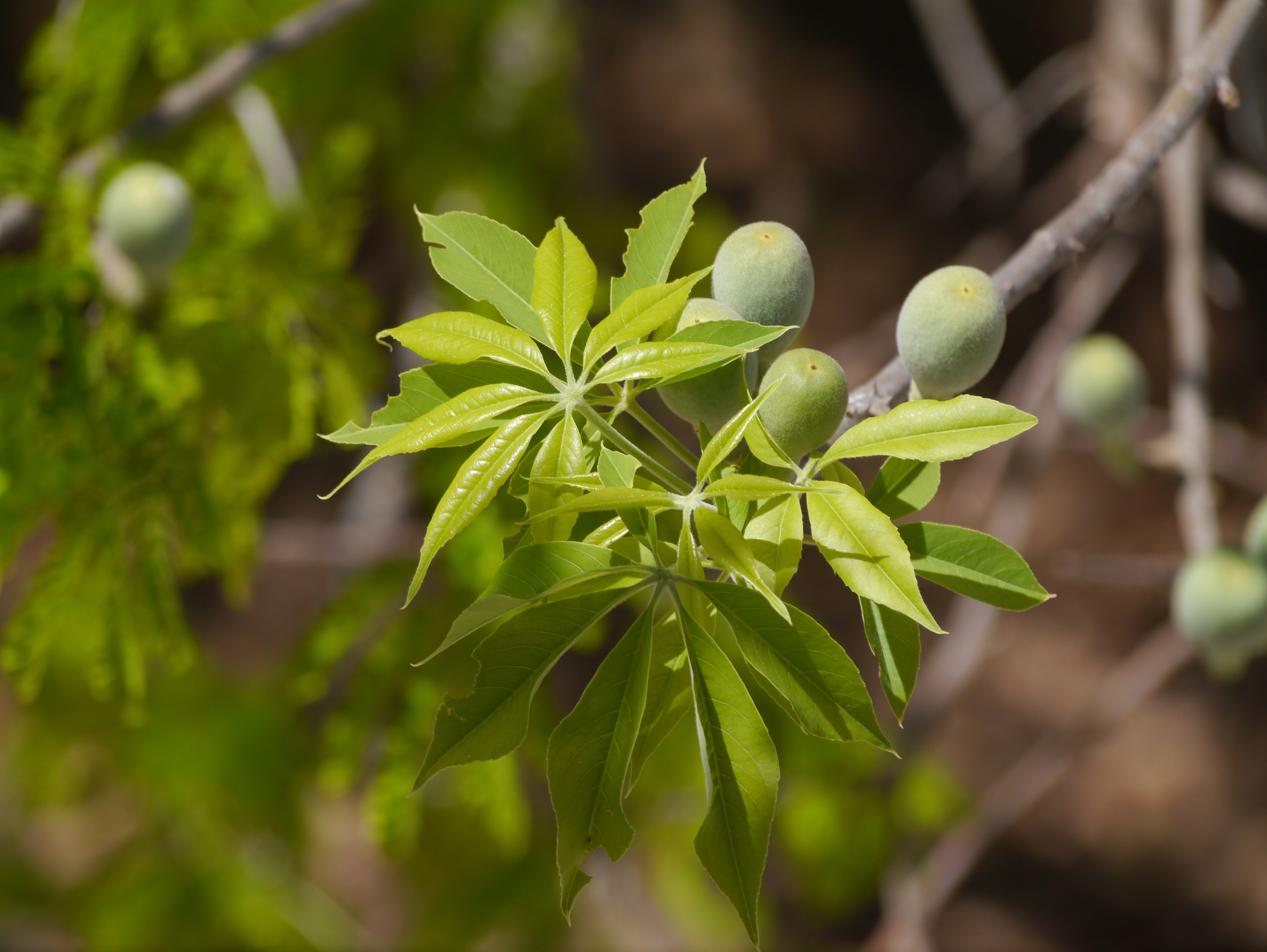 Ceiba aesculifolia - KnowYourWeeds