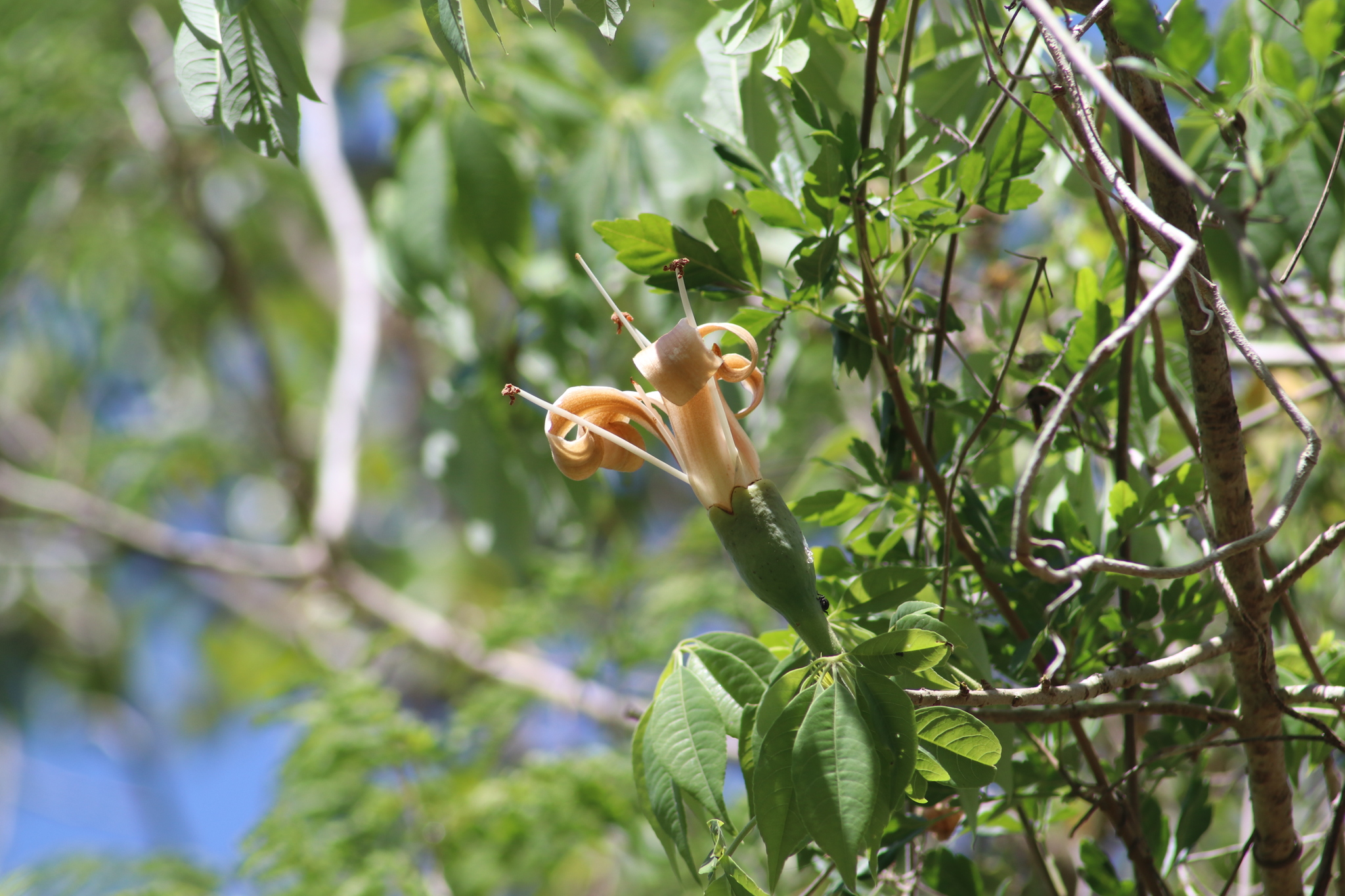 Ceiba aesculifolia - KnowYourWeeds