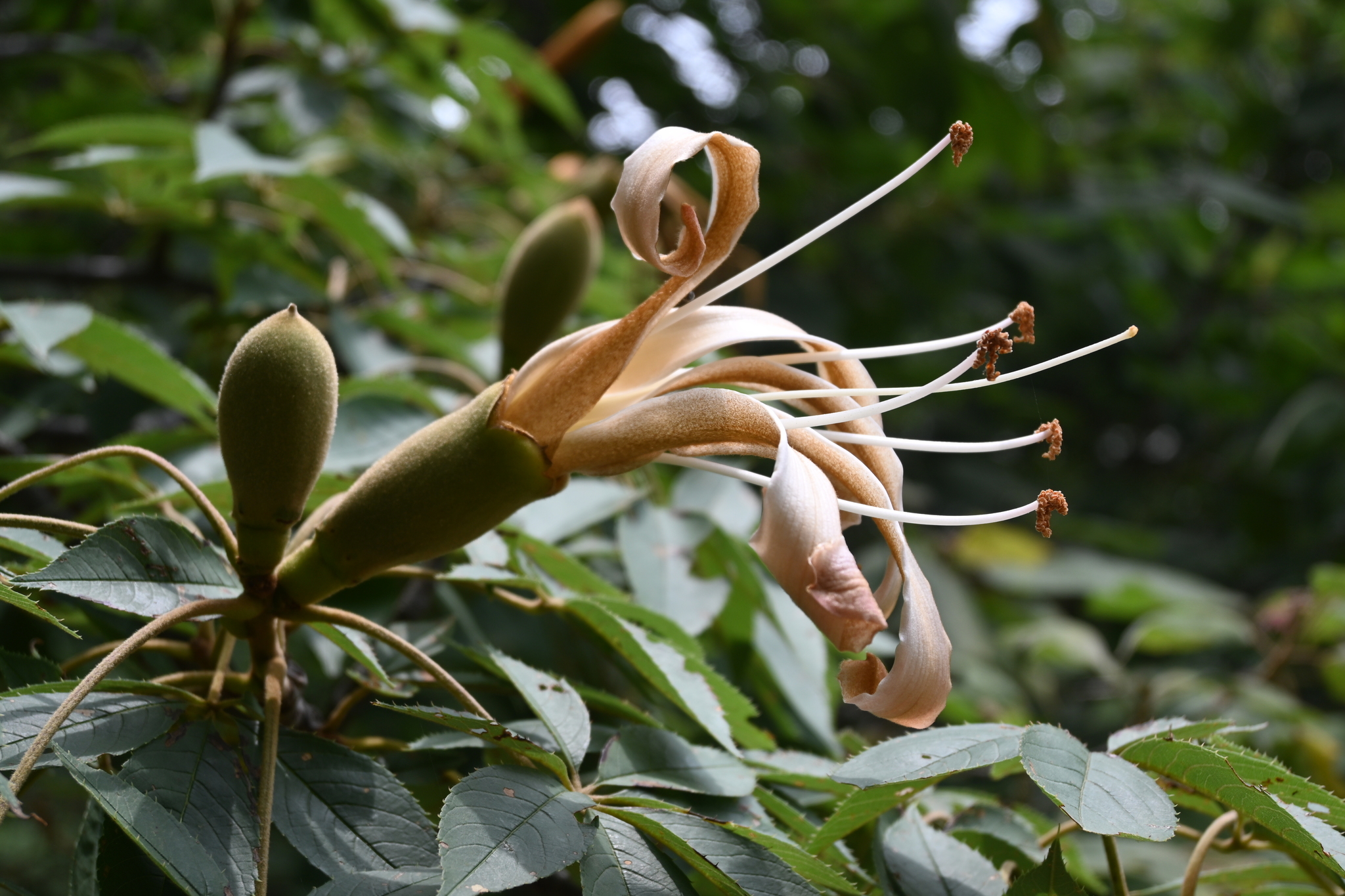 Ceiba aesculifolia - KnowYourWeeds