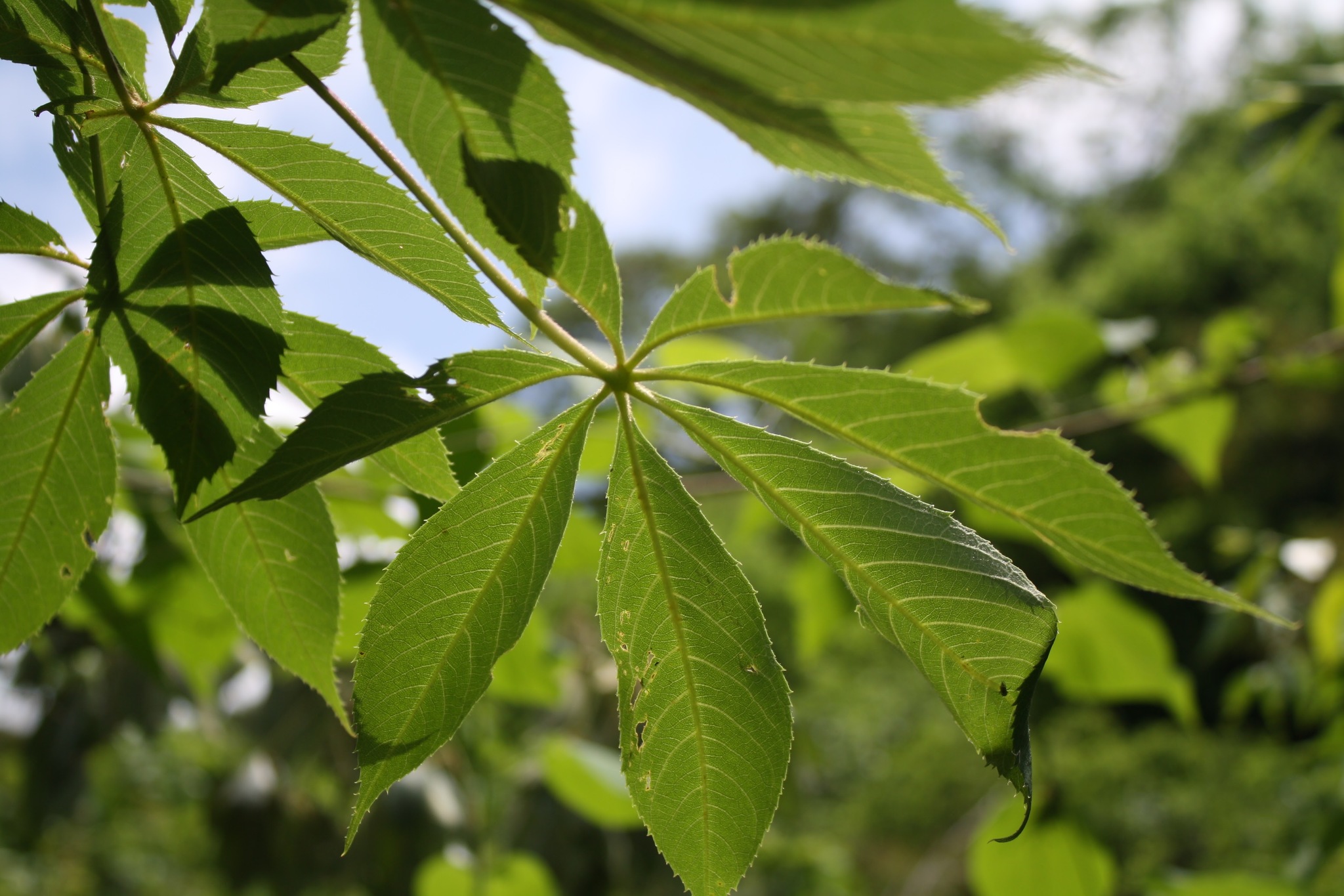La Ceiba, Honduras: All You Must Know Before You Go (2026) - Tripadvisor, image size:2048x1365