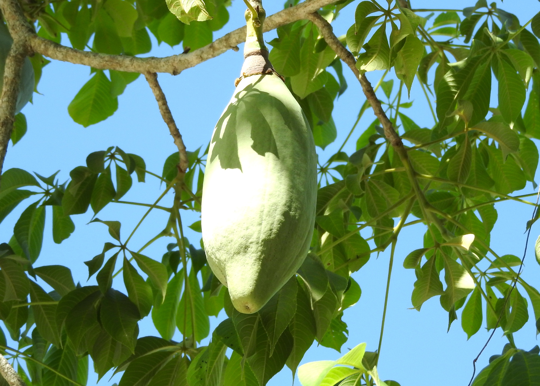 Ceiba aesculifolia - KnowYourWeeds