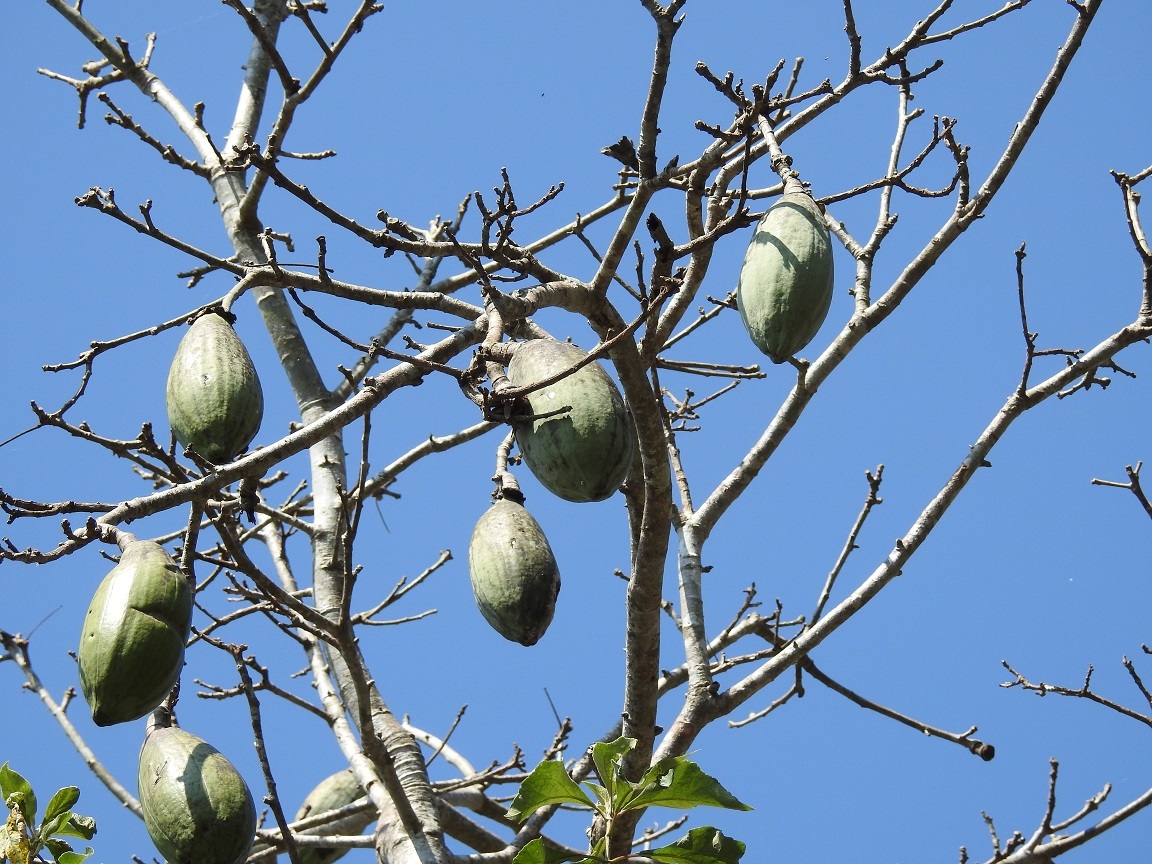 種子20粒Ceiba aesculifolia ssp . parvifolia（1809