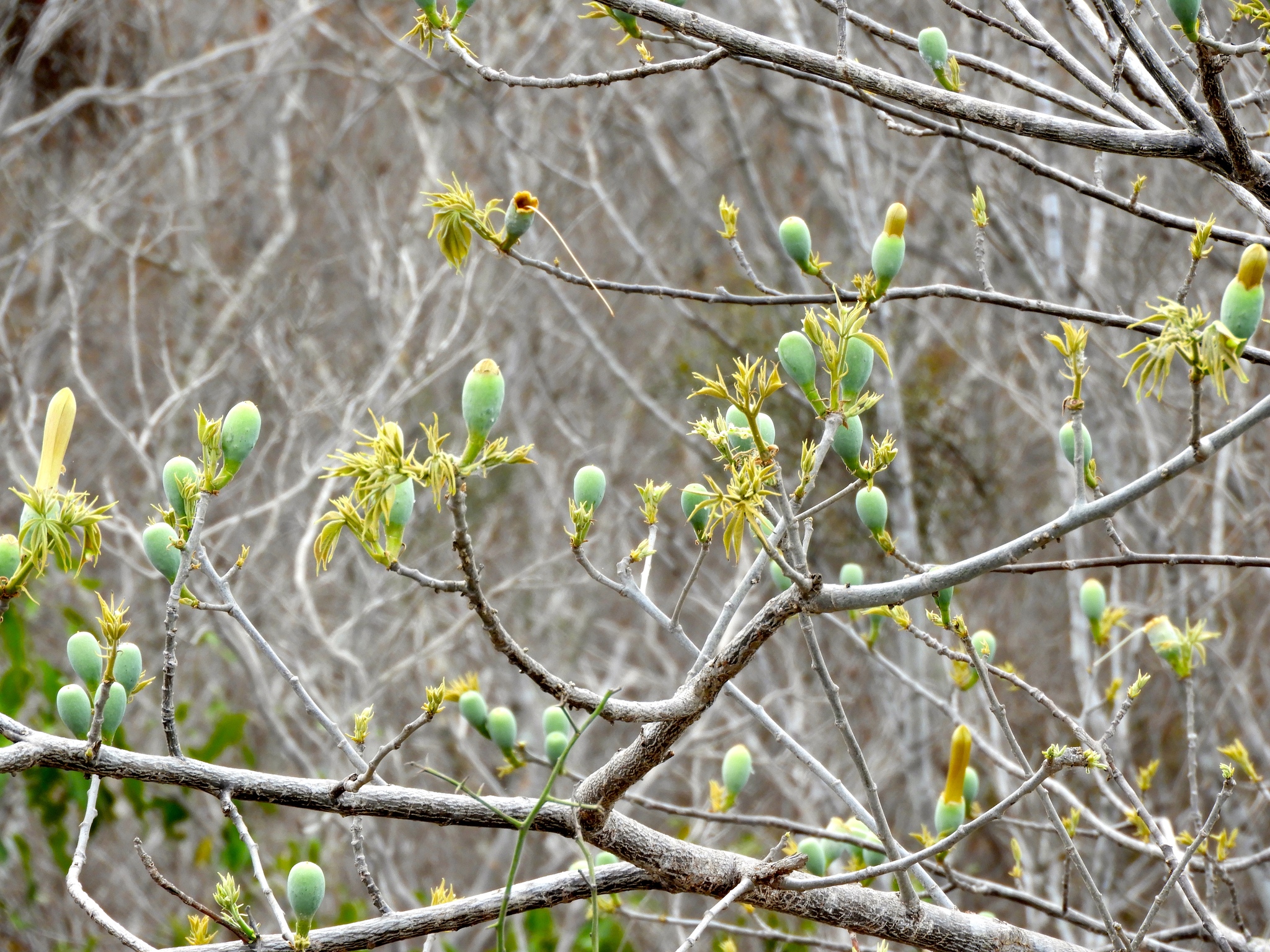 Ceiba aesculifolia - KnowYourWeeds