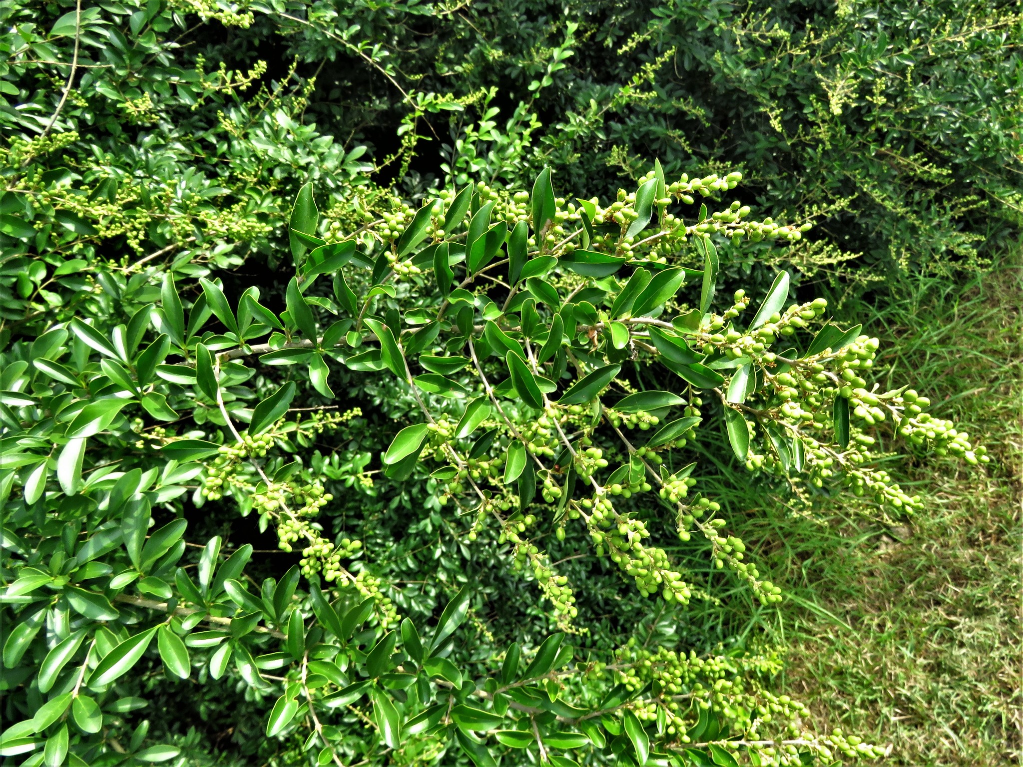 Ligustrum quihoui - KnowYourWeeds