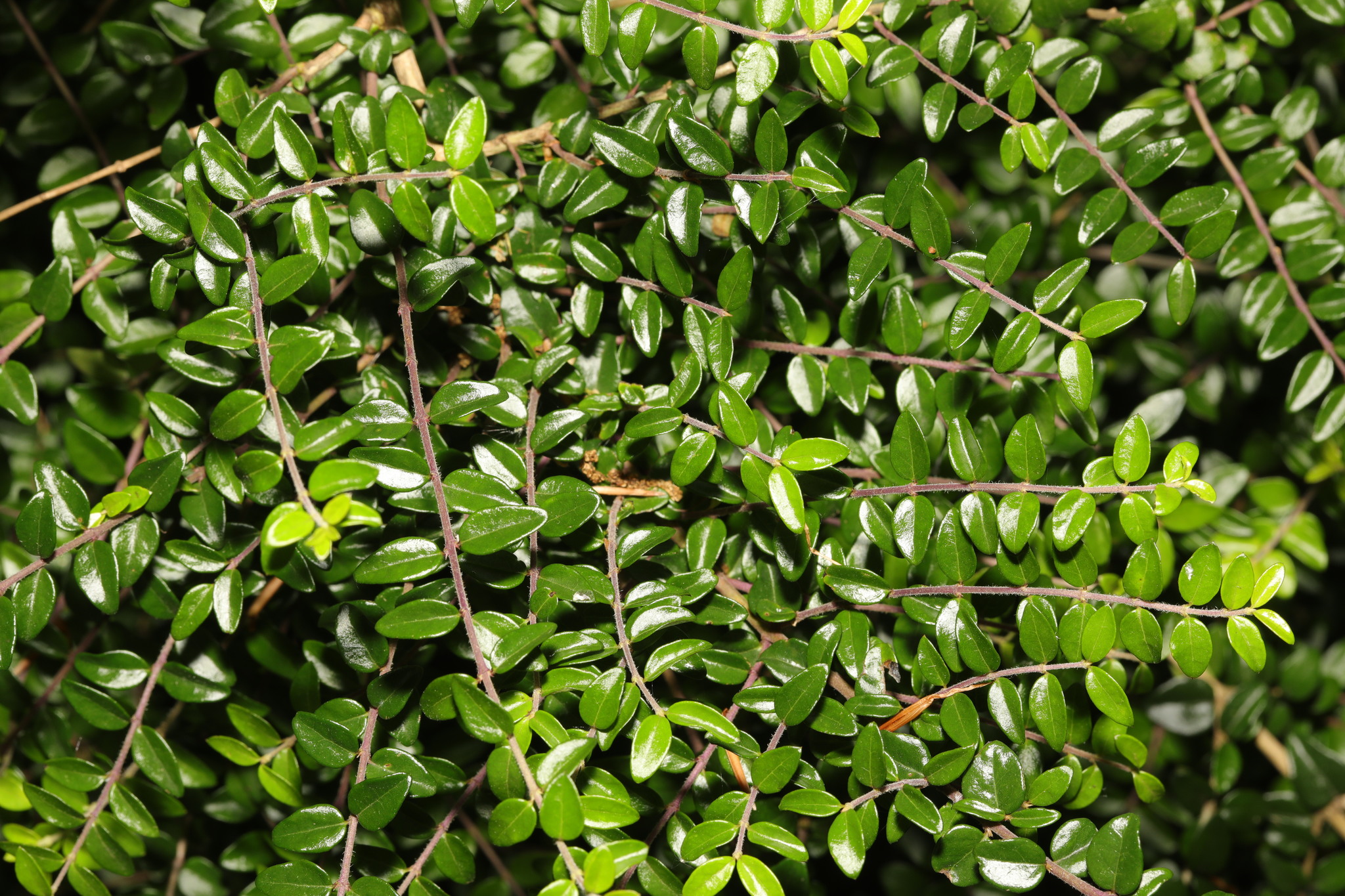 Lonicera ligustrina var. yunnanensis - KnowYourWeeds