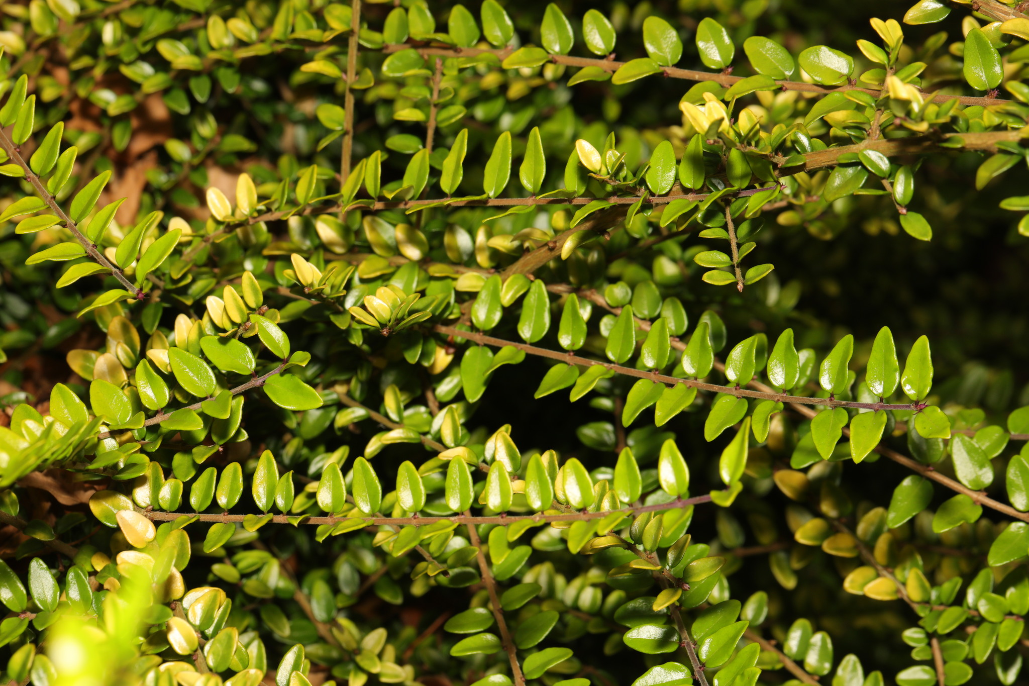 lonicera nitida 'maigrn' Heckenkirsche (Lonicera nitida 'Maigrn')