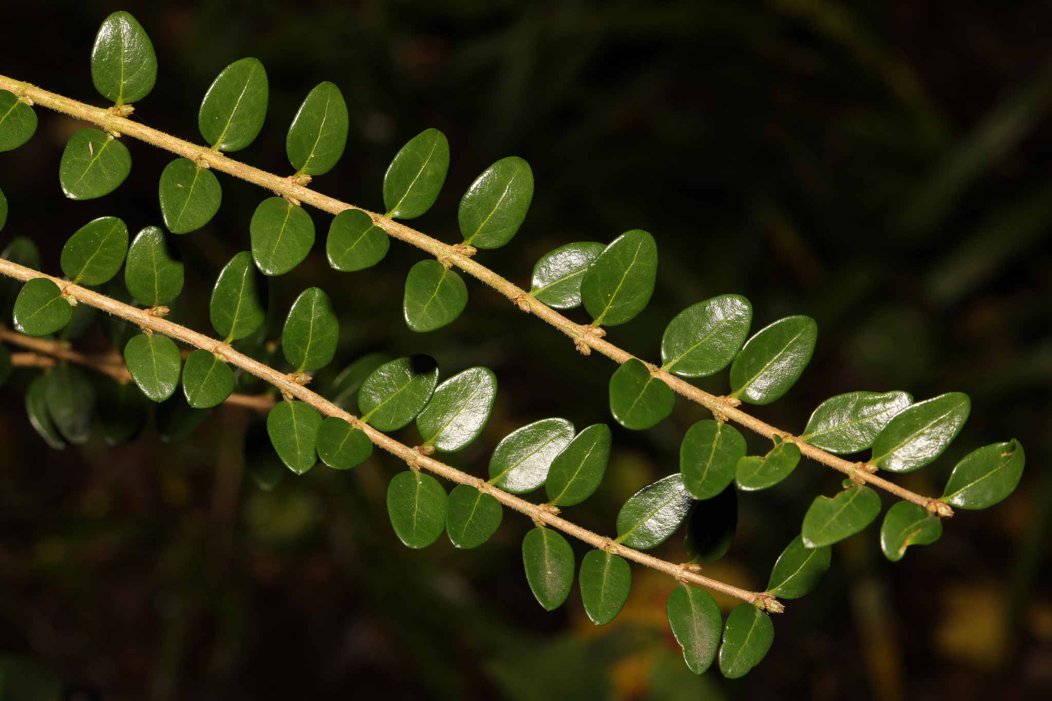 Lonicera ligustrina var. yunnanensis - KnowYourWeeds