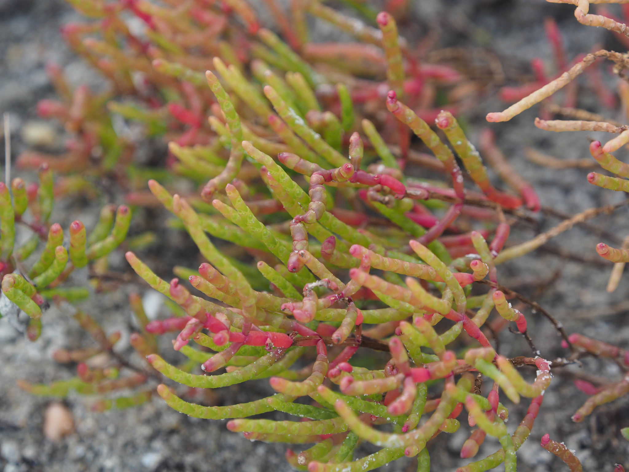 Salicornia virginica KnowYourWeeds
