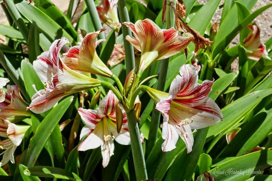 Hippeastrum vittatum - KnowYourWeeds